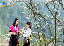 Tour du lịch Điện Biên Mùa Hoa Ban - Đang mùa đẹp nhất